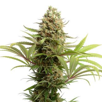 Banana Slush (Amsterdam Genetics) feminizada