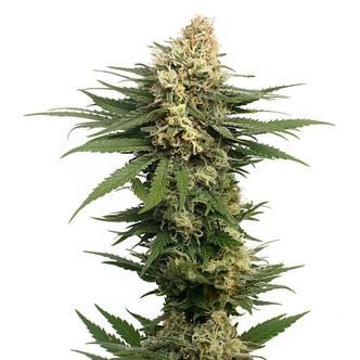 Dynamighty Autoflower (Amsterdam Genetics) feminizada