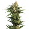 Dynamighty Autoflower (Amsterdam Genetics) feminizada