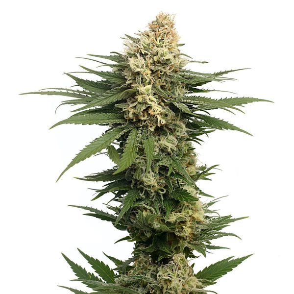 Dynamighty Autoflower (Amsterdam Genetics) feminizada