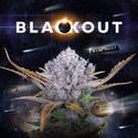 Blackout Autoflower (FastBuds x Zamnesia Seeds) feminizada