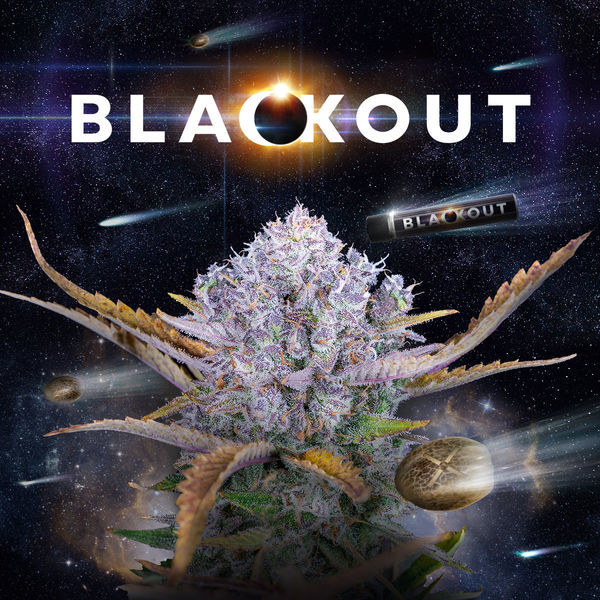 Blackout Autoflower (FastBuds x Zamnesia Seeds) feminizada