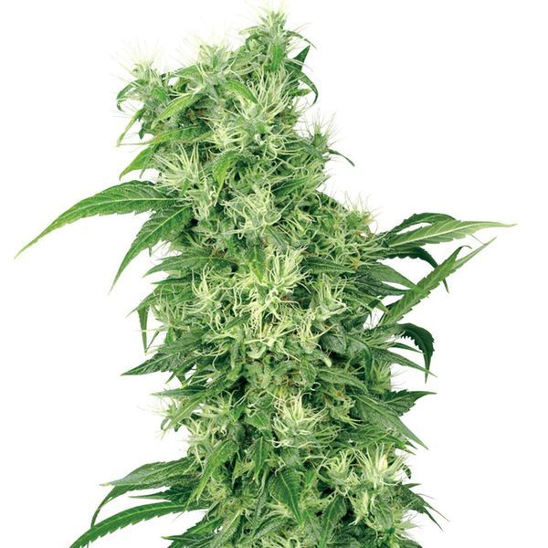Female Mix (White Label) Feminizado