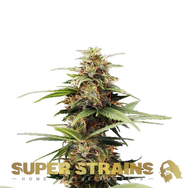 Hermana da Noite (Super Strains) feminizada