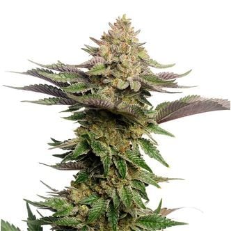 Strawberry Glue (Amsterdam Genetics) Feminizada