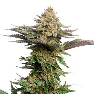 Strawberry Glue (Amsterdam Genetics) Feminizada