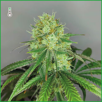 Sketch (Amsterdam Genetics) Feminizada