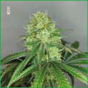 Sketch (Amsterdam Genetics) Feminizada
