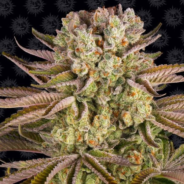 Pineapple Express (Barney's Farm) feminizada