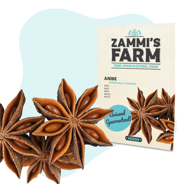 Sementes de anis (Pimpinella anisum)