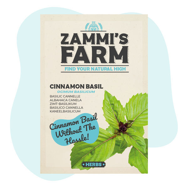 Sementes de manjericão-canela (Ocimum basilicum)