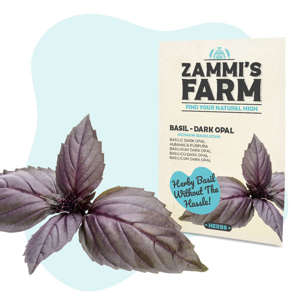 Sementes de manjericão 'Dark Opal' (Ocimum basilicum)