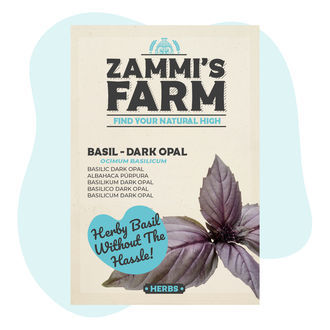 Sementes de manjericão 'Dark Opal' (Ocimum basilicum)