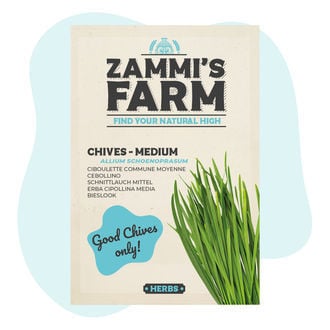 Cebolinho 'Médio Fino' (Allium schoenoprasum)