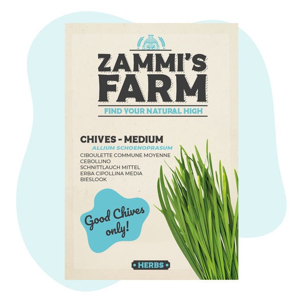 Cebolinho 'Médio Fino' (Allium schoenoprasum)