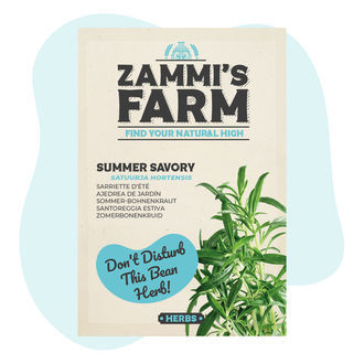 Segurelha-de-verão (Satureja hortensis)