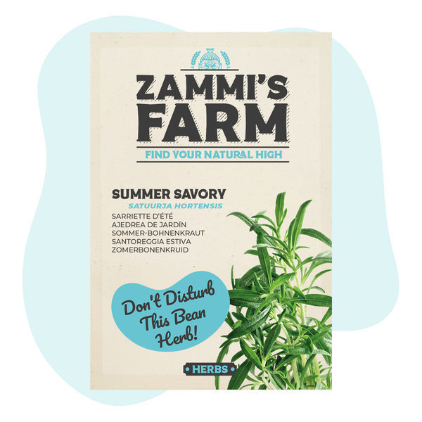 Segurelha-de-verão (Satureja hortensis)