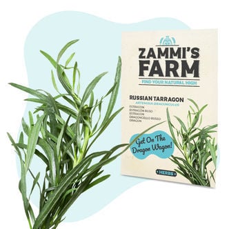 Sementes de estragão russo (Artemisia dracunculus)