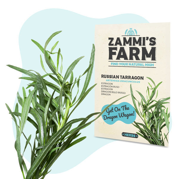 Sementes de estragão russo (Artemisia dracunculus)