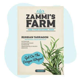 Sementes de estragão russo (Artemisia dracunculus)