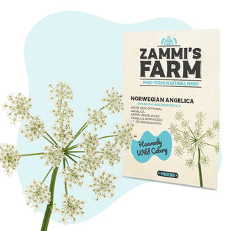 Sementes de Angélica Norueguesa (Angelica archangelica)