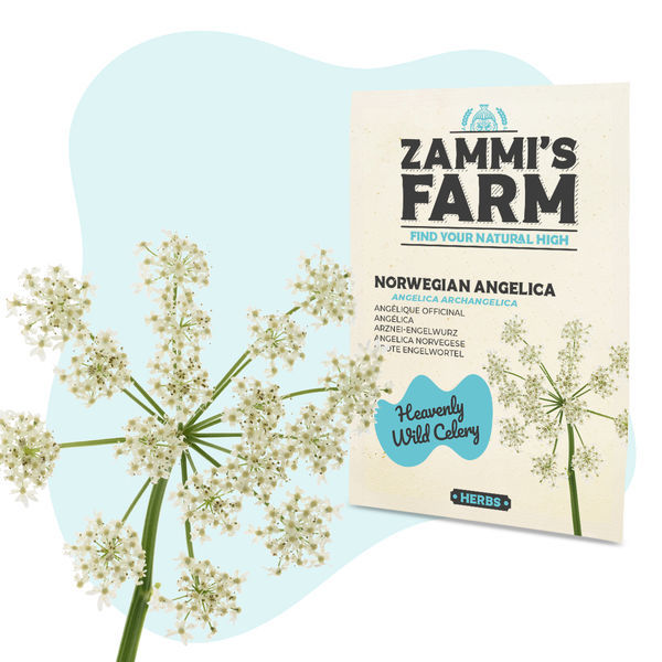 Sementes de Angélica Norueguesa (Angelica archangelica)