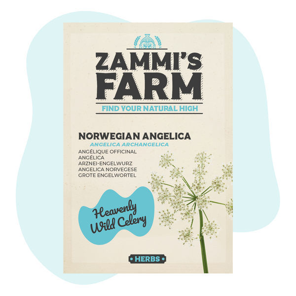 Sementes de Angélica Norueguesa (Angelica archangelica)