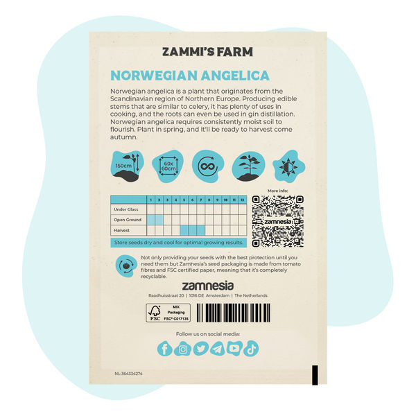 Sementes de Angélica Norueguesa (Angelica archangelica)