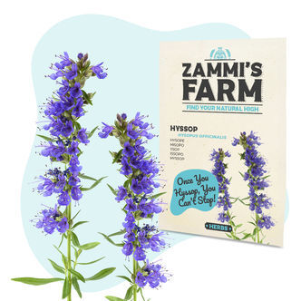 Sementes de hissopo (Hyssopus officinalis)