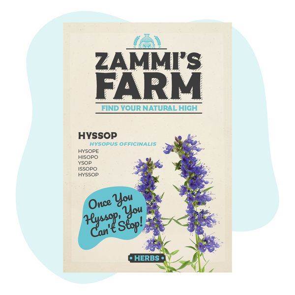 Sementes de hissopo (Hyssopus officinalis)