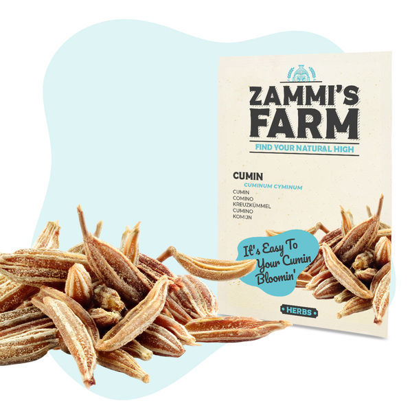 Sementes de cominho (Cuminum cyminum)