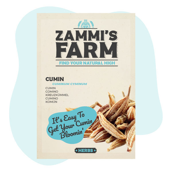 Sementes de cominho (Cuminum cyminum)