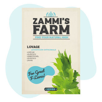 Sementes de levístico (Levisticum officinale)