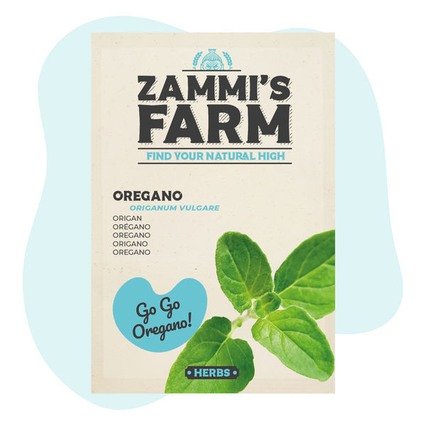 Sementes de orégãos (Origanum vulgare)