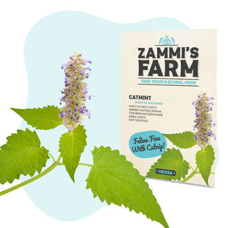 Sementes de catnip (Nepeta mussinii)