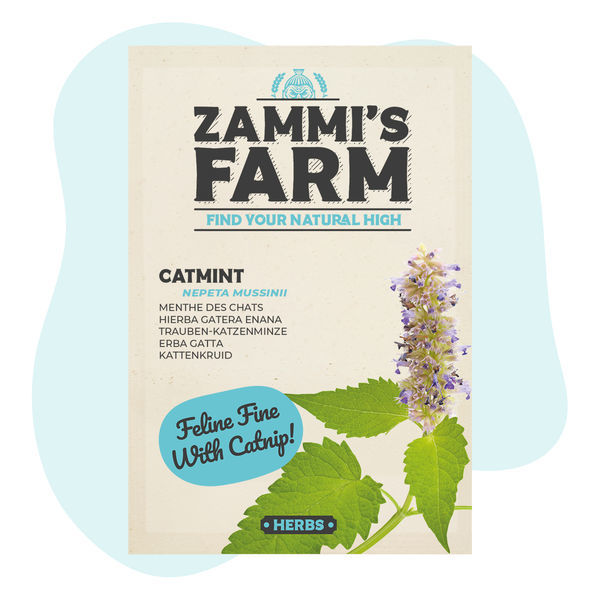 Sementes de Catmint (Nepeta mussinii)