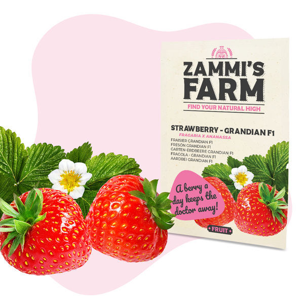 Sementes Grandian Strawberry F1 (Fragaria x ananassa)