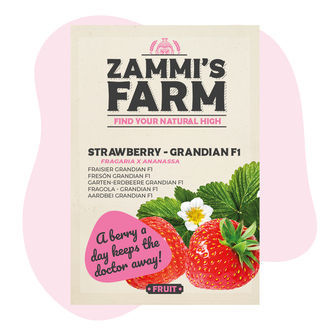 Sementes Grandian Strawberry F1 (Fragaria x ananassa)