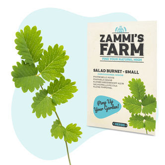 Sementes de Salad Burnet (Sanguisorba minor)