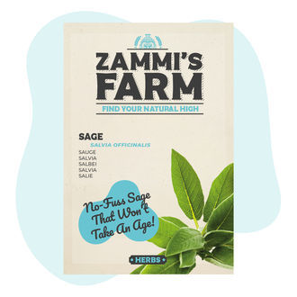 Sementes de sálvia (Salvia officinalis)