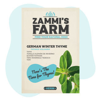 Sementes de tomilho-de-inverno alemão (Thymus vulgaris)