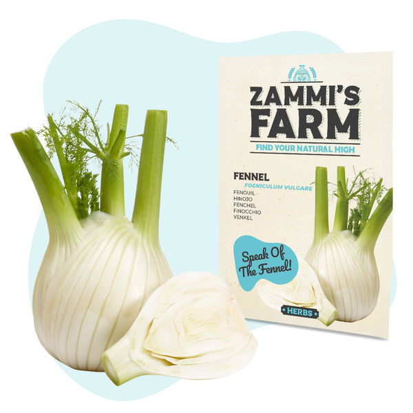 Sementes de funcho 'Fino' (Foeniculum vulgare)