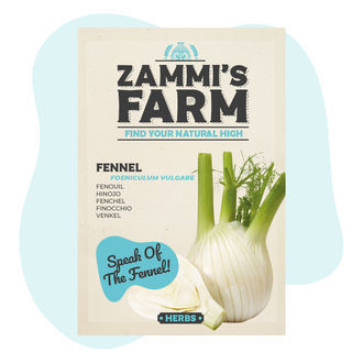 Sementes de funcho 'Fino' (Foeniculum vulgare)