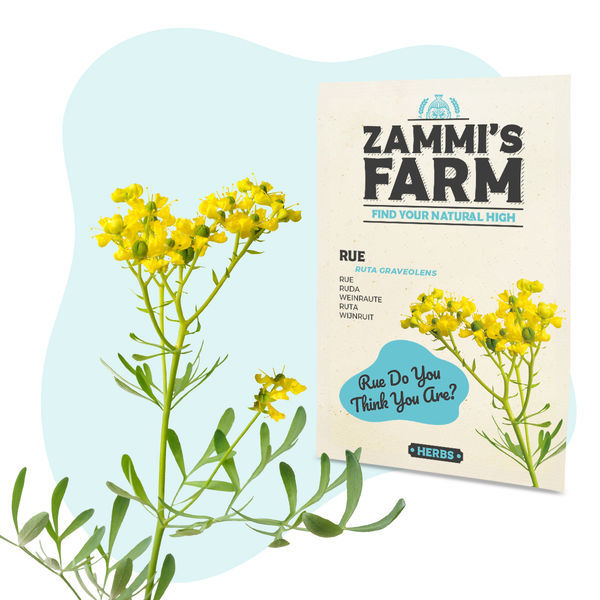 Sementes de arruda (Ruta graveolens)