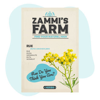 Sementes de arruda (Ruta graveolens)