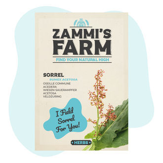 Sementes de azeda (Rumex acetosa)