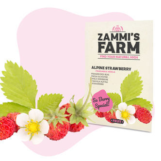 Sementes de morangueiro-alpino (Fragaria vesca)