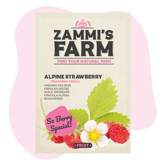 Sementes de morangueiro-alpino (Fragaria vesca)