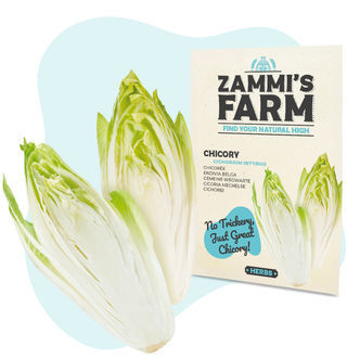 Sementes de chicória (Cichorium intybus)