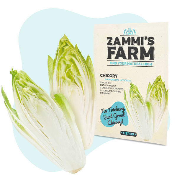 Sementes de chicória (Cichorium intybus)